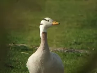 Indische Gans [Anser indicus]